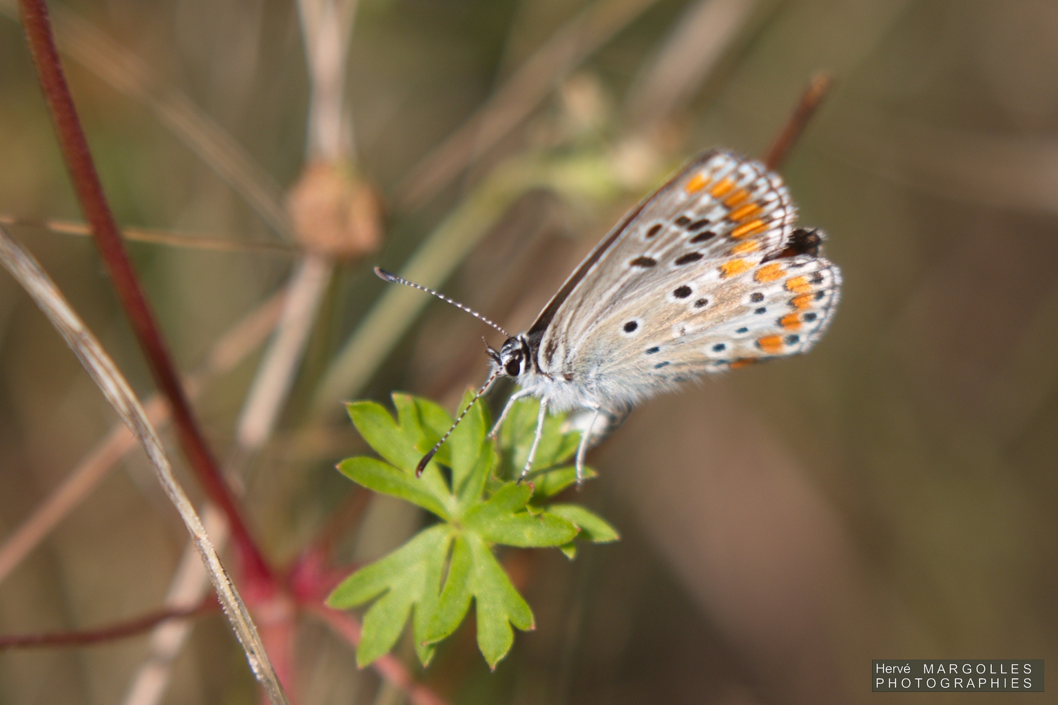 Papillon_Azure des cornilles.jpg